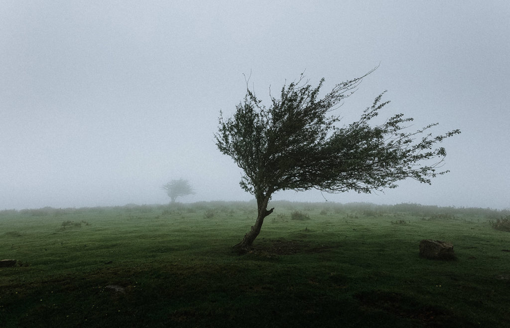 Jennifer - The Winds of Spring