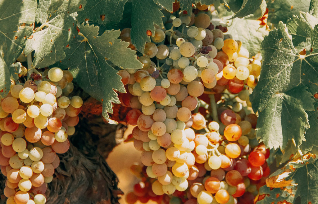 Blessed Grapes for Times of Famine