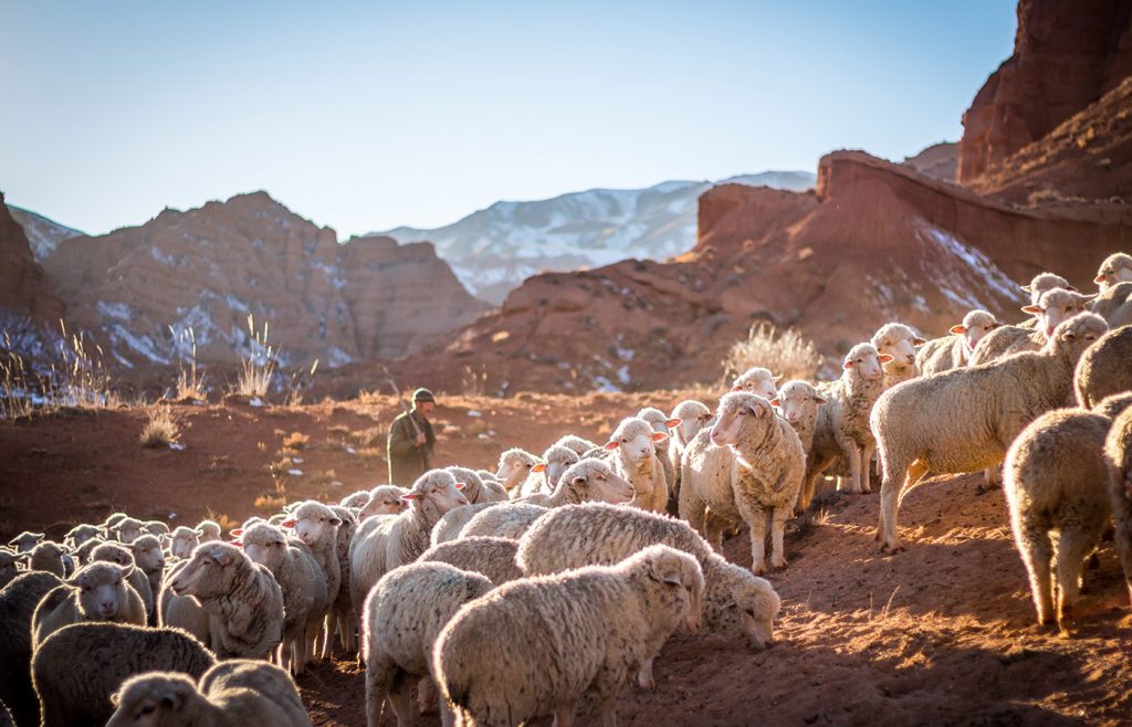 ویلیریا کوپونی - کسی بھیڑ کے بغیر بھیڑ