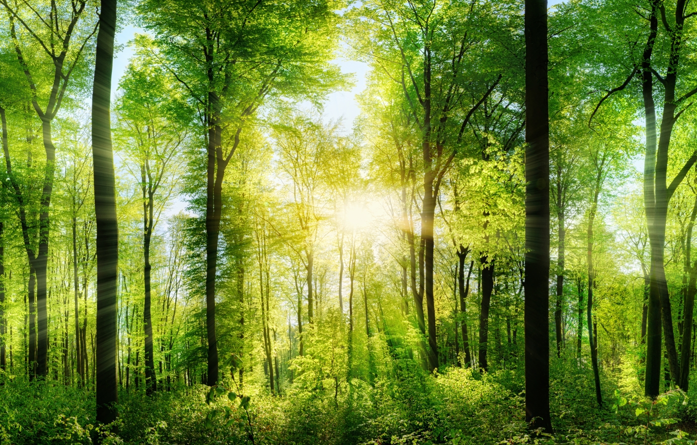 Qora eshak anal Lvov fohishalari va fohishalari