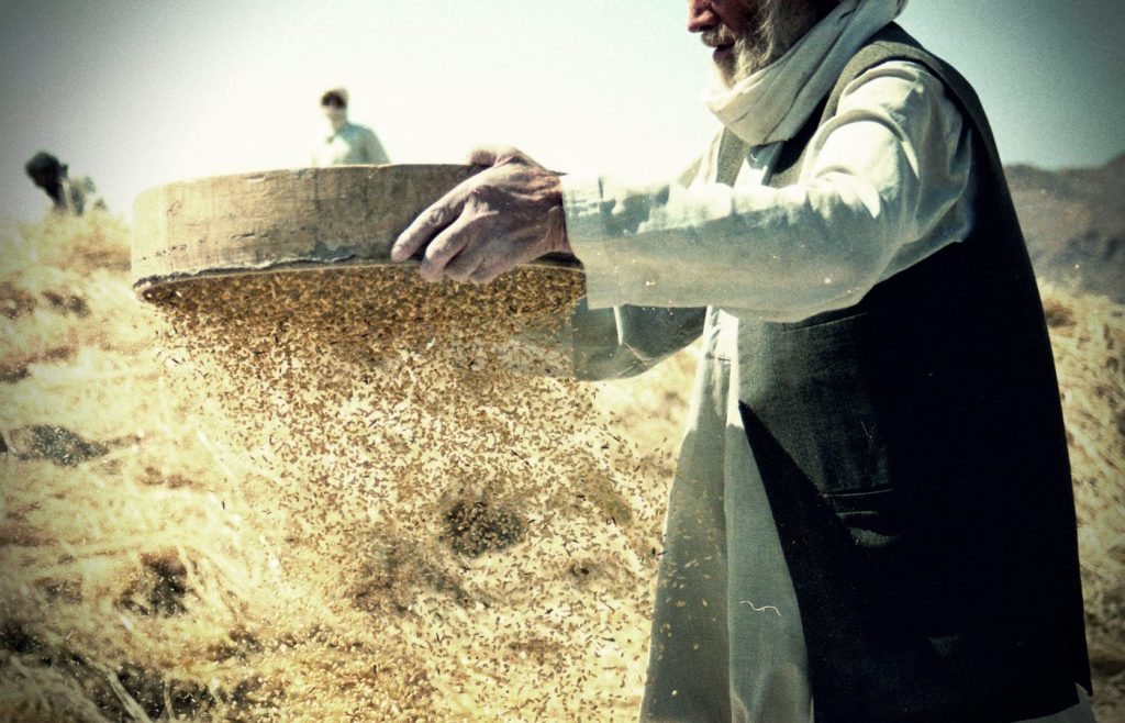 Луз де Марія - просіювання пшениці