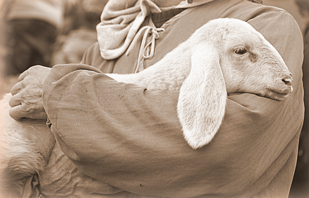 Luz – Jak owce bez pasterza