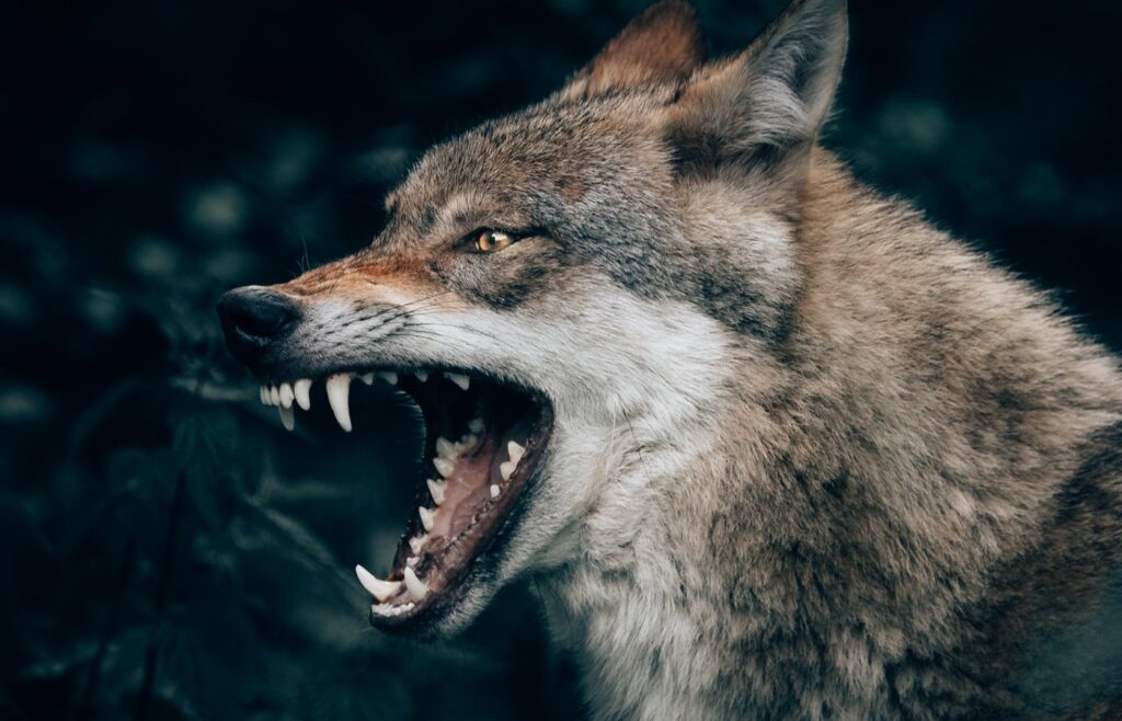 Pedro – Der Sohn des Wolfes wird mit großer Wut handeln