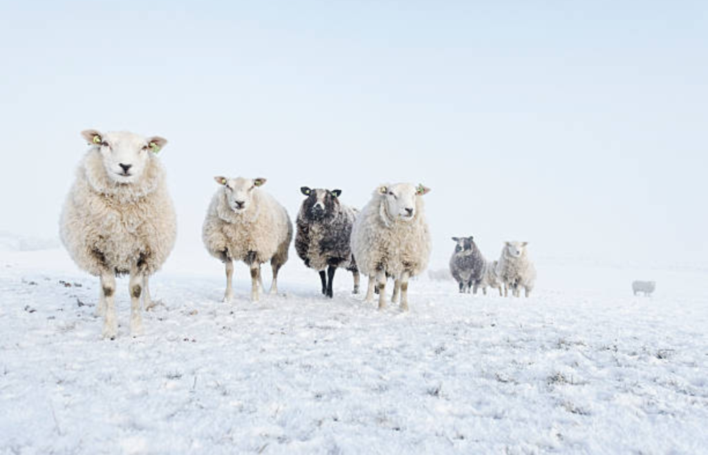 Luz – Vous êtes conduits comme des moutons à l’abattoir…