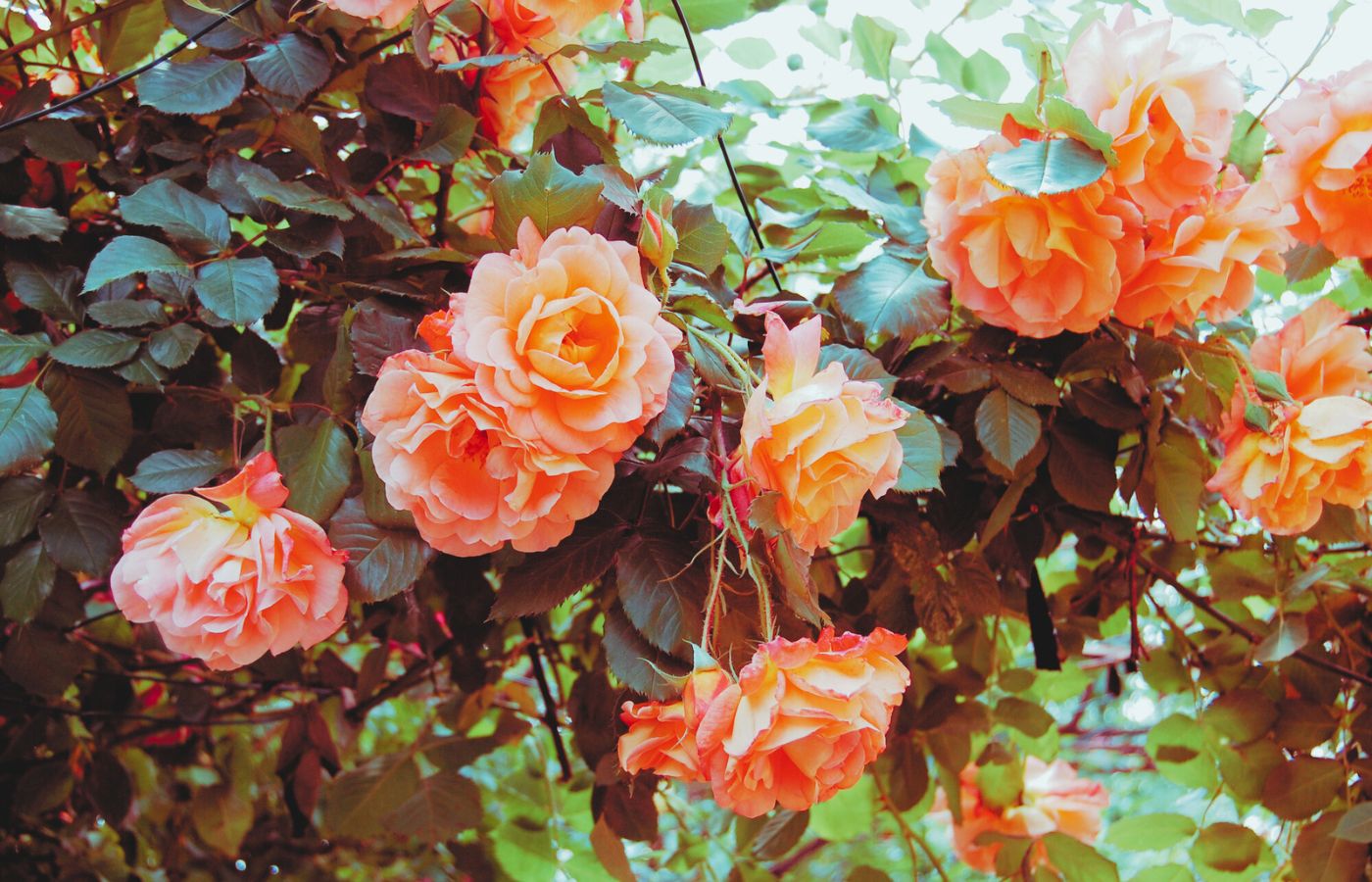 Eduardo – Ja sam tvoja majka, mistična ruža